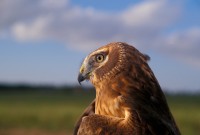 Northern Harrier (Circus cyaneous)
